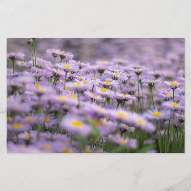 Papelería Flores de Aster Púrpura (Anverso)