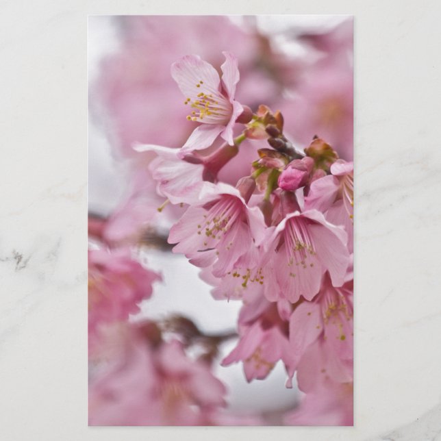 Papelería Flores de cerezo Sakura Rosa Pálido (Anverso)