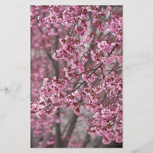 Papelería Flores de cerezo Sakura rosadas flotando (Anverso)