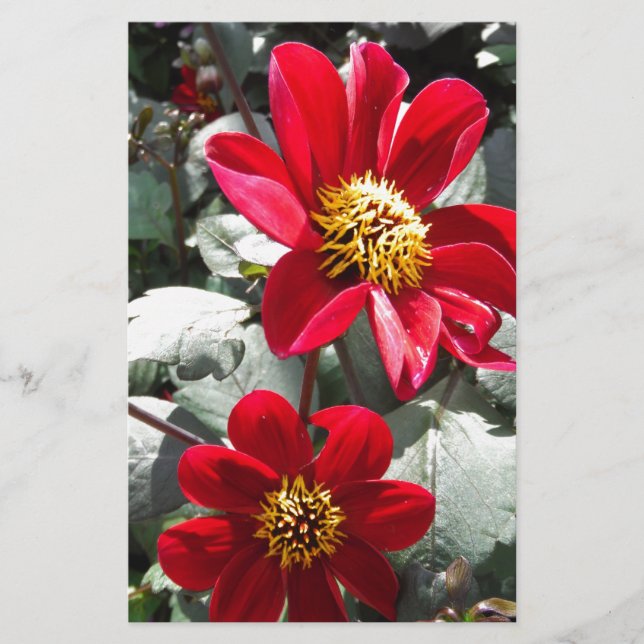 Papelería flores de margarita rosada roja / margarita (Anverso)