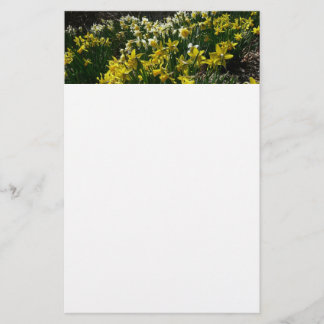 Papelería Flores de primavera de los Daffodils amarillos y b