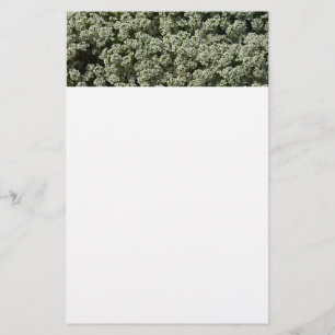 Papelería Flores dulces de alyssum florales blancas