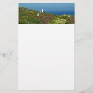 Papelería Flores y gaviotas en la isla Anacapa