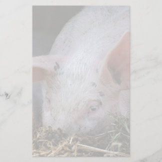 Papelería Foto de cerdo rosa