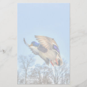 Papelería Foto de vida silvestre de Drake con pato mallard v