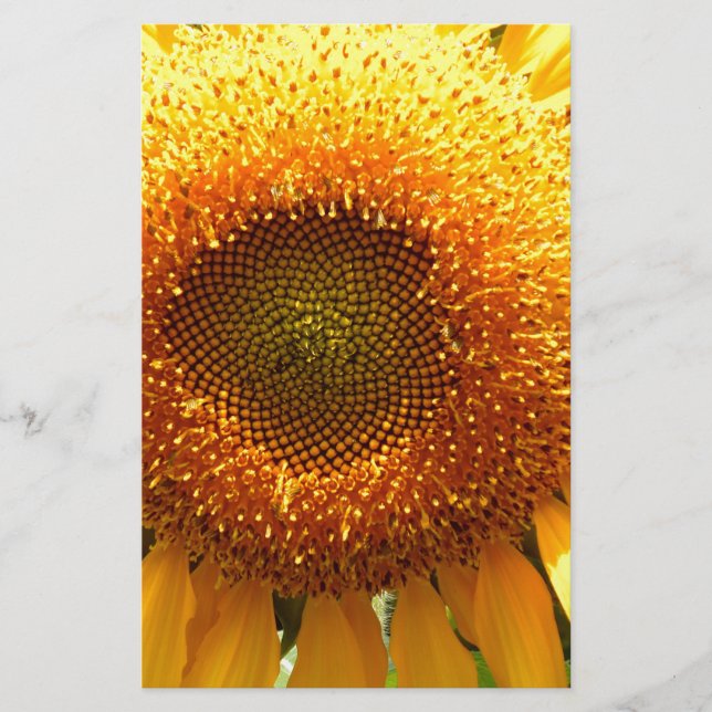 Papelería Foto gigante de girasol de mamut amarillo (Anverso)