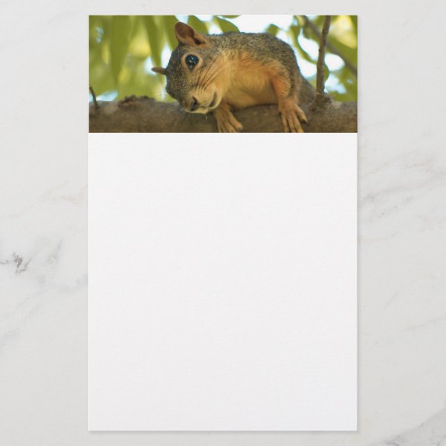 Papelería Fotografía de la naturaleza de la ardilla cutánea  (Anverso)