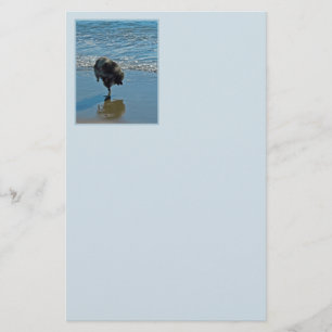 Papelería Fotografía del Ballet Keeshond - Arte de Perro Ori