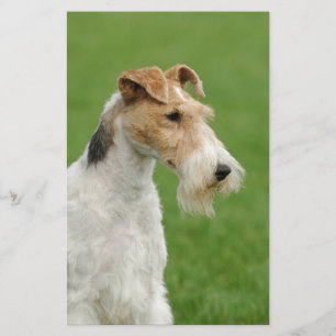 Papelería Fox Terrier