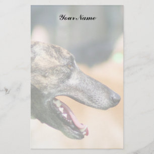 Papelería Galgo inmóvil