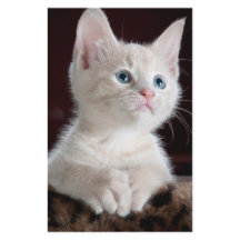 Gatito blanco vulnerable