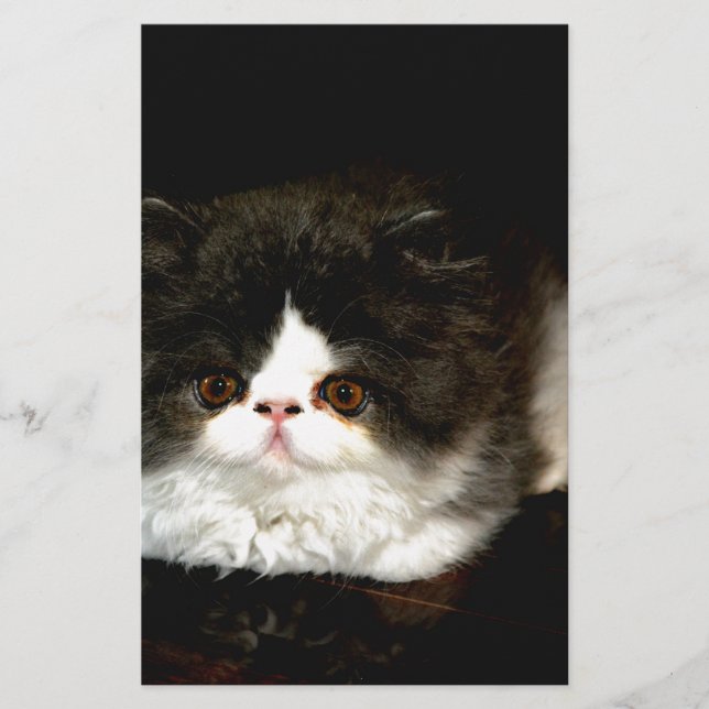 Papelería Gatito blanco y negro (Anverso)