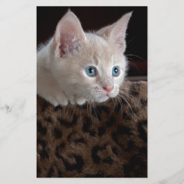 Papelería Gatito crema con hermosos ojos azules