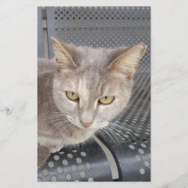 Papelería Gato