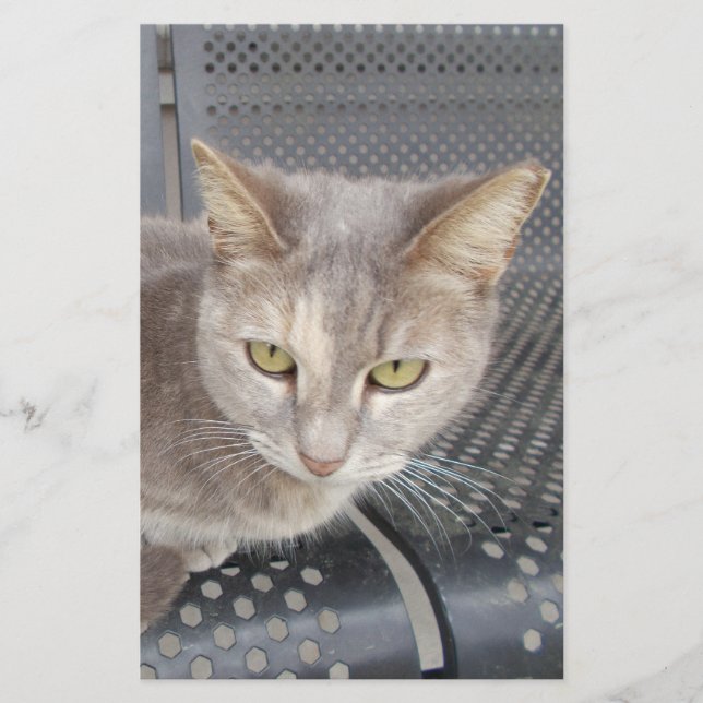 Papelería Gato (Anverso)