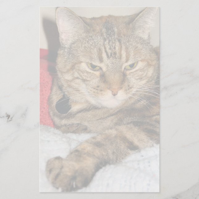 Papelería Gato (Anverso)