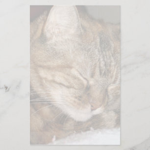 Papelería Gato