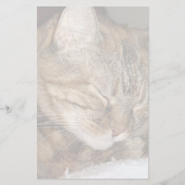 Papelería Gato (Anverso)