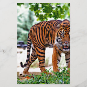 Papelería gato con estampado de tigre personalizado Aniversa