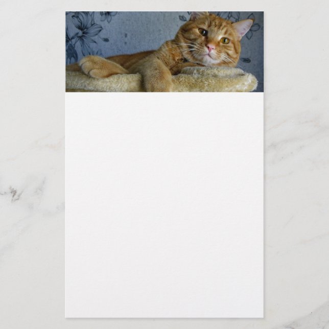 Papelería Gato de relajación (Anverso)