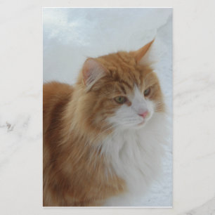 Papelería Gato_del_bosque_noruego