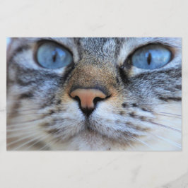 Papelería Gato gris