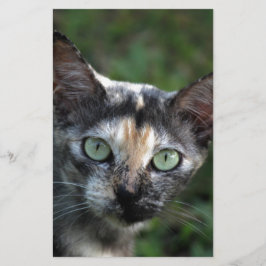 Papelería Gato Gris Marrón Blanco con Ojos Verdes