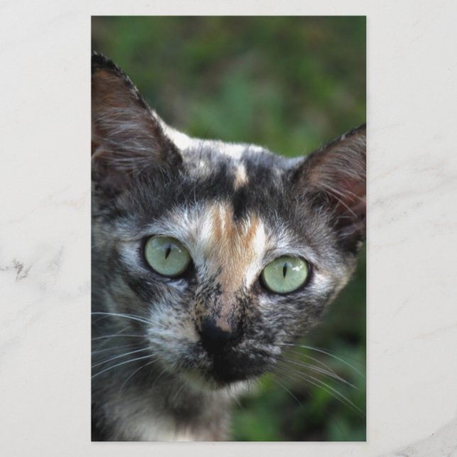 Papelería Gato Gris Marrón Blanco con Ojos Verdes (Anverso)