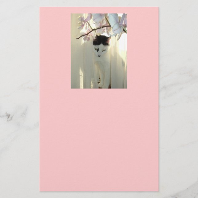 Papelería Gato negro y blanco (Anverso)