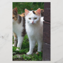 Papelería Gatos jugando afuera