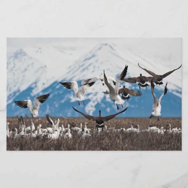 Papelería Geese dispersivo (Anverso)