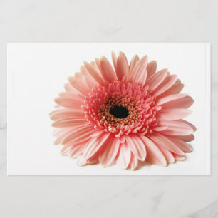 Papelería Gerbera