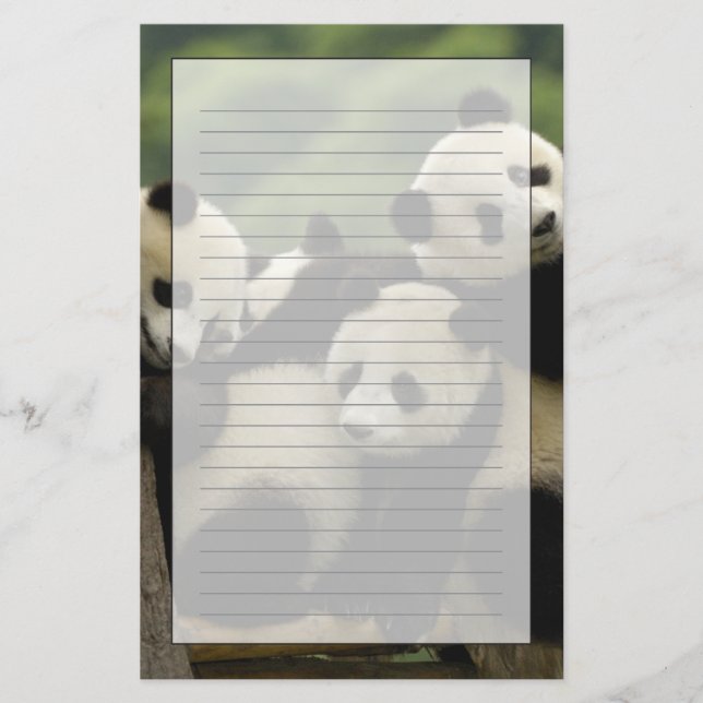 Papelería Gigantes pandas bebés Ailuropoda melanoleuca) (Anverso)