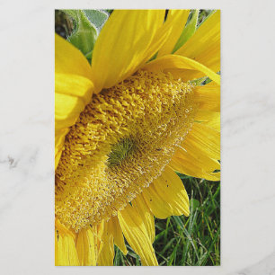 Papelería Girasol brillante