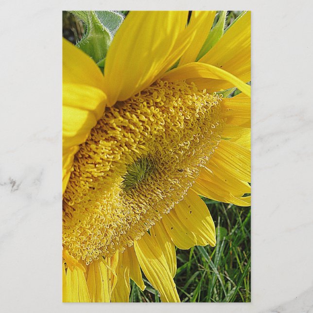 Papelería Girasol brillante (Anverso)