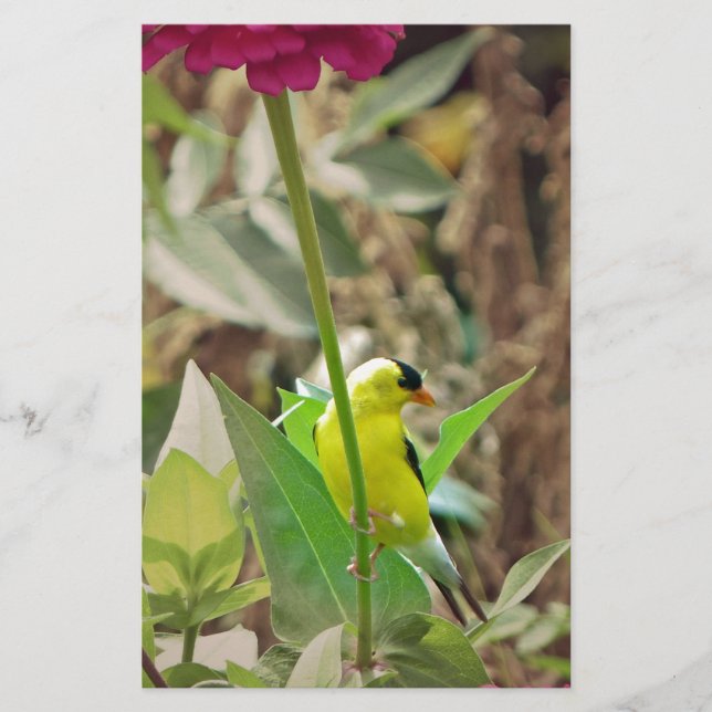 Papelería Goldfinch (Anverso)