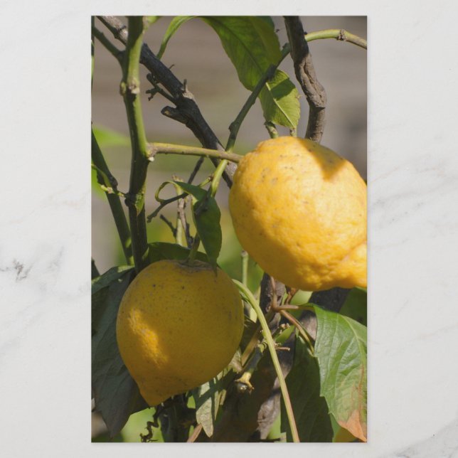 Papelería Gráficos limones españoles (Anverso)