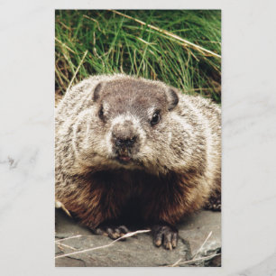 Papelería Groundhog
