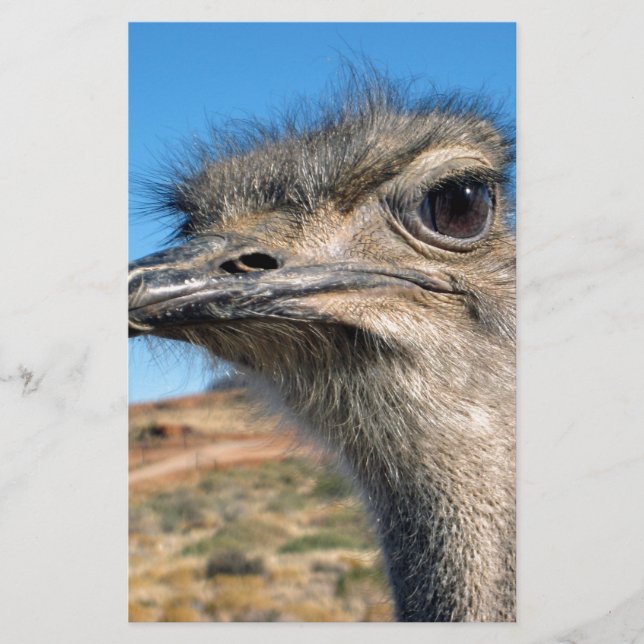 Papelería Harry el Ostrich Feliz (Anverso)