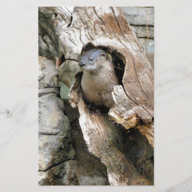 Papelería Harry Otter (Anverso)