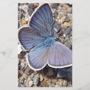Papelería Hellblauer Schmetterling