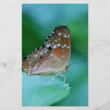 Hermosa mariposa Danaus Plexippus en hoja.