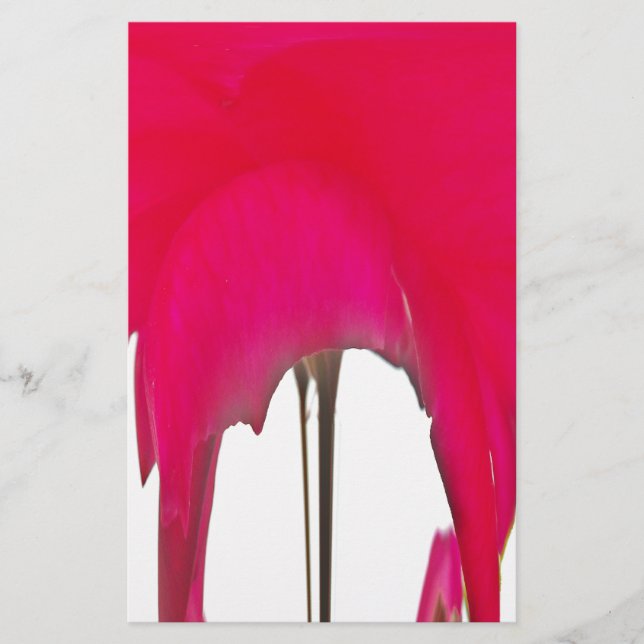 Papelería Hermosa rosa roja asombrosa bajo el cielo blanco (Anverso)