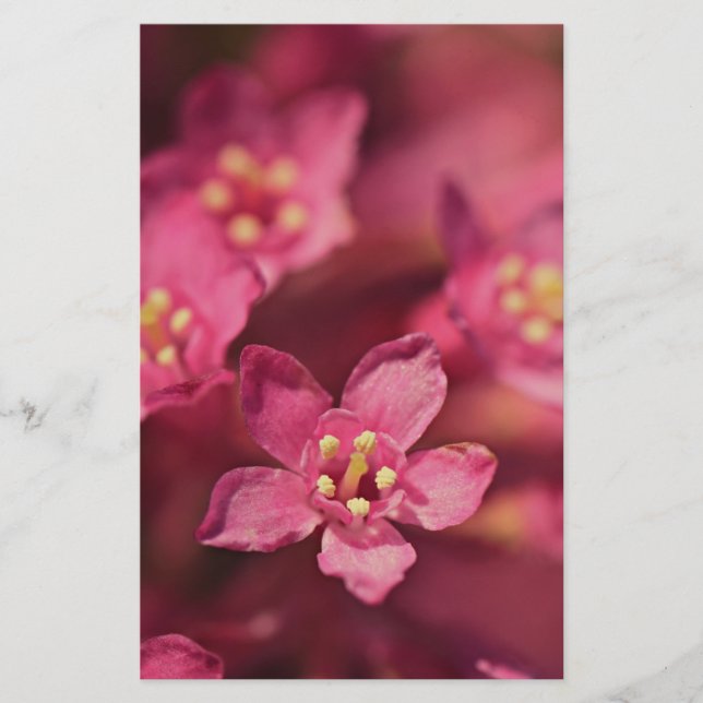 Papelería Hermosas flores rosas (Anverso)