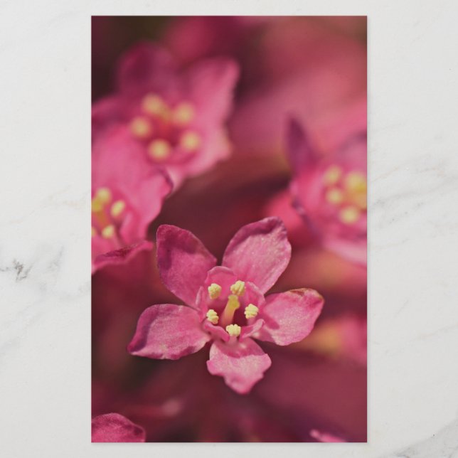 Papelería Hermosas flores rosas (Anverso)