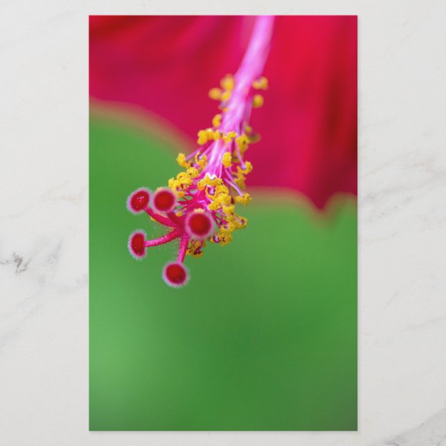Papelería hibisco (Anverso)