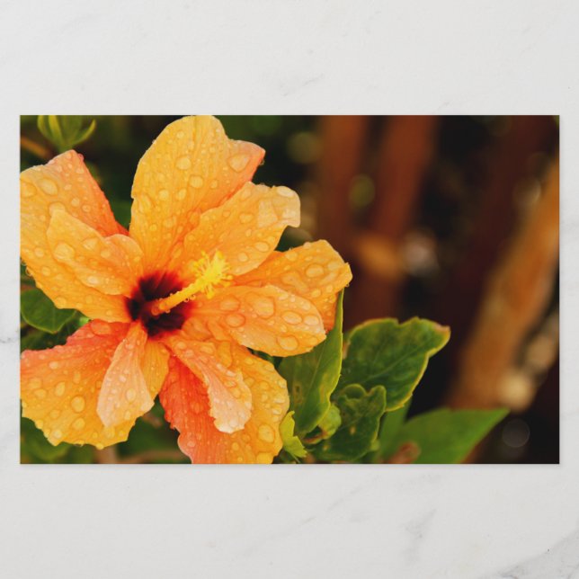 Papelería Hibisco (Anverso)
