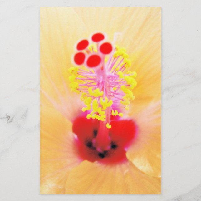 Papelería Hibisco (Anverso)