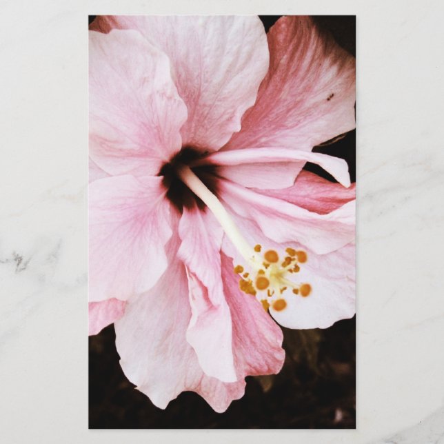 Papelería Hibisco (Anverso)