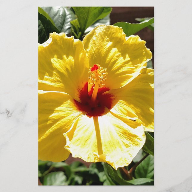 Papelería Hibisco amarillo (Anverso)